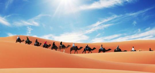 A camel caravan in the Sahara Desert