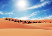 A camel caravan in the Sahara Desert