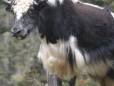 The ever popular Yak - a prominent member of Bhutan's countryside. Photo courtesy of Tourism Council