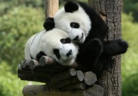 Two panda bears in Louguantai Wild Animal Breeding & Protection Centre in China