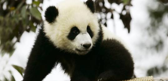 A baby Giant Panda in a breeding centre in China