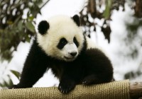 A baby Giant Panda in a breeding centre in China