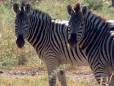 Zebras in Tuli Nature Reserve