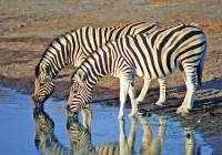 Zebras stop for a drink at one of the many waterholes in Africa's National Parks