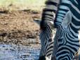 Zebras at a waterhole