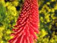 Local flower