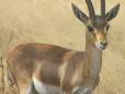 Antelope