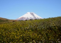 Take an Ecuador Tour and see the snow-capped peaks of Cotopaxi volcano.