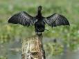 Local birdlife