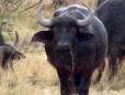 Buffalo herd