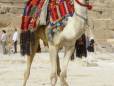 A camel at the pyramids