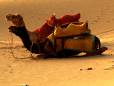 Camels in the desert