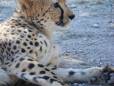 Relaxing in Tsavo National Park