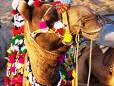 Colourful camel