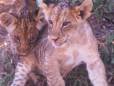 Cubs having a play