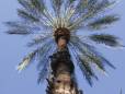 Date palm