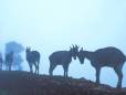 Deer in the mist
