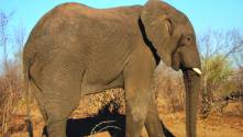 Elephant walking under a blue African sky