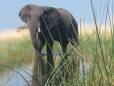 Elephant in a canal in the delta
