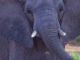Elephant on the move
