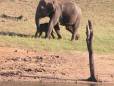 Elephants