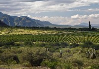 Wild expanses of vegetation and agricultural fields near Salta on our Argentina Tours
