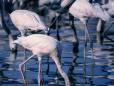 Flamingos fishing for food