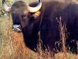 Gaur
