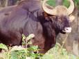 Gaur