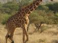 Walking through the savannah