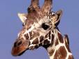 Giraffe at Sabi Sands Reserve