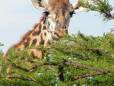 Lunch time at Limpopo Transfrontier Park
