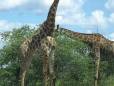 Giraffe at Hlane Royal National Park