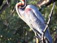 Heron