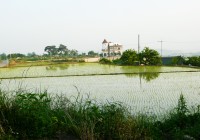 South Korea's rice paddy fields