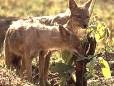 Jackals in the sun