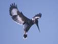 Swooping kingfisher