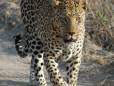 Leopard at Hlane Royal National Park
