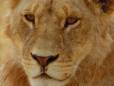 Lion up close and personal