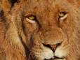 Lion in Great Limpopo Transfrontier Park