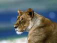Lioness relaxing in the late afternoon