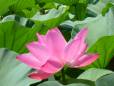 Lotus flower
