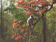 Monkey in amongst the flowers of the tree