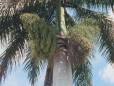 Palm tree dates