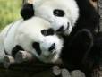 Cute pandas