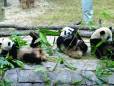 Panda feeding time