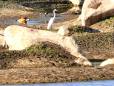 Pench birds