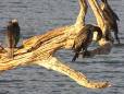 Periyar birds