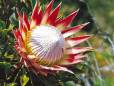 Protea