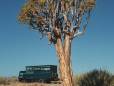 Quiver tree, Namibia